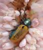 Labidostomis sp.
